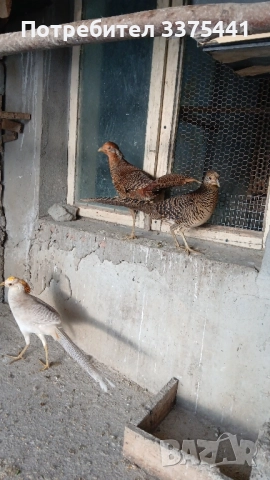 двойки червено златни и жълто златни фазани , снимка 5 - други­ - 52204680