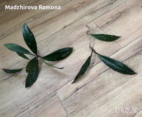 Hoya Pubicalyx red button , снимка 2 - Стайни растения - 52598244