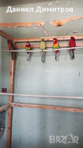 Птици на добри цени, снимка 5 - Папагали - 52712651