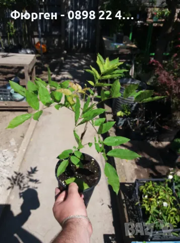 Вистерия -Глициния, снимка 18 - Градински цветя и растения - 38067320