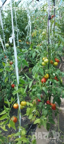 продавам 3 оранжерии 80 кв.м., снимка 14 - Оранжерии - 51869001