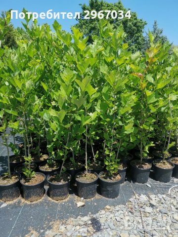 чинари 140 см цена 25