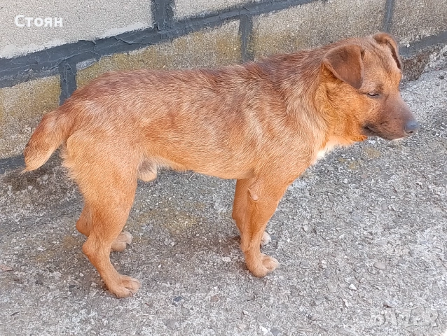 Ягдтериери, снимка 9 - Ягдтериер - 53523678