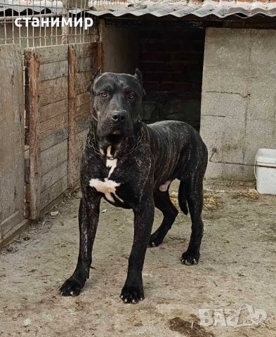 Преса Канарио / Дого Канарио , снимка 6 - Други - 41585132