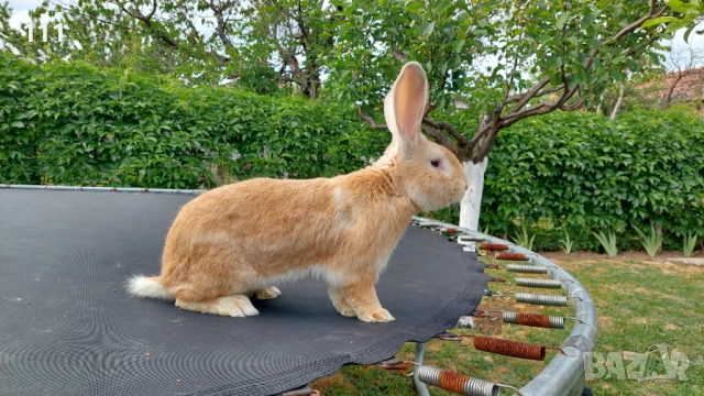 Зайци на различна възраст., снимка 7 - Други - 40604862