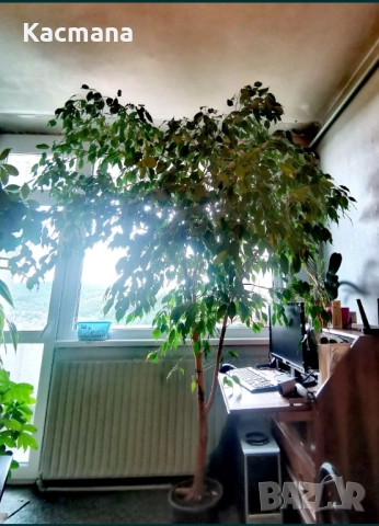 Цвете, Бенджъмин, Фикос, цветя, домашницветя, снимка 2 - Стайни растения - 51542452