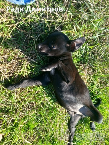 ПОДАРЯВАМ КУЧЕНЦА, снимка 13 - Други - 52297955