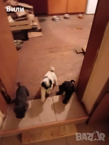 Кученца, снимка 4 - Болонка - 53436263