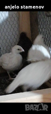 Вирджински масков пъдпъдък , снимка 4 - други­ - 52924055