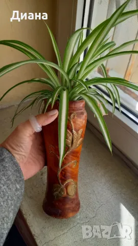 Хлорофитум в декоративен съд, снимка 2 - Стайни растения - 49869535