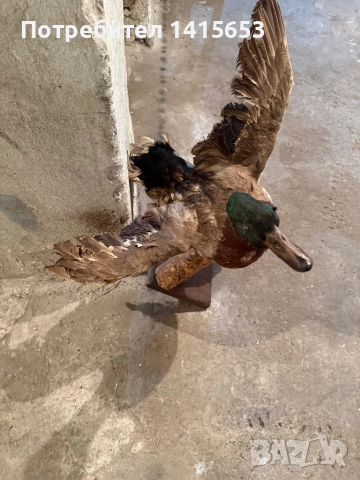 Продавам зеленоглава патица, снимка 3 - Други ценни предмети - 52925512