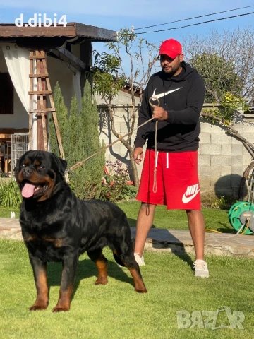 Ротвайлери , снимка 7 - Ротвайлер - 50765775