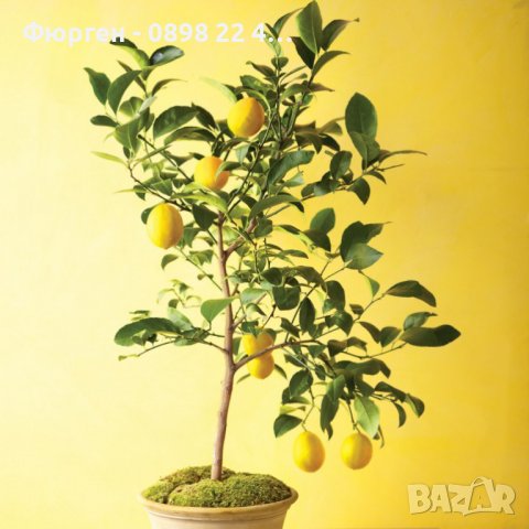 Лимон - Облагороден