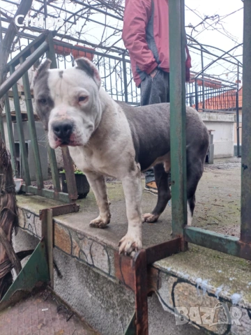 Питбул син нос , снимка 15 - Питбул - 53295871