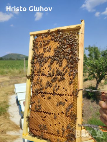 Пчелни отводки 2024г, снимка 2 - Други животни - 43670343