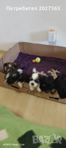 ПРОДАВАМ КУЧЕНЦА, снимка 1