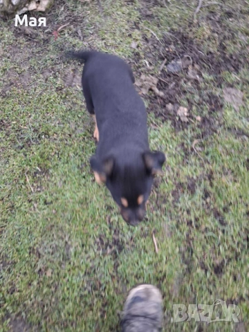 Бебета копойчета, снимка 7 - Други - 52566062