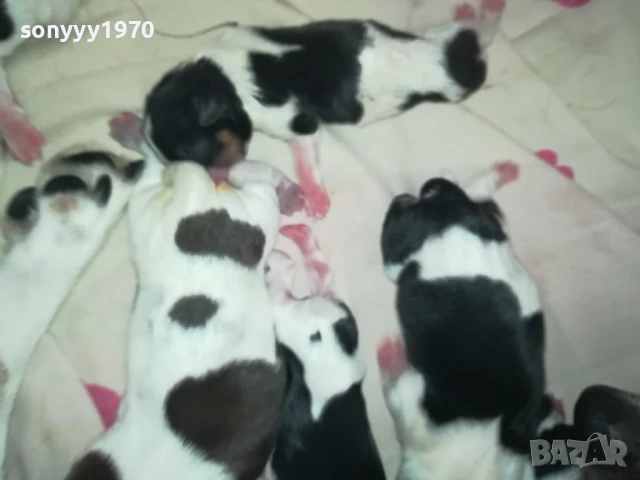 ДЖАК РЪСЕЛ БЕБЕТА-РОДЕНИ ДНЕС 11.08.25г 1108251538, снимка 8 - Джак ръсел териер - 51328877