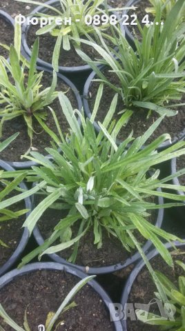 Еделвайс, снимка 3 - Разсади - 38182371