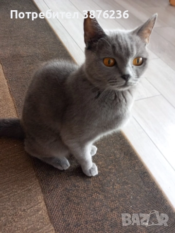 Здравей те продава се британка късокосместа, снимка 6 - Британска късокосместа - 52419570