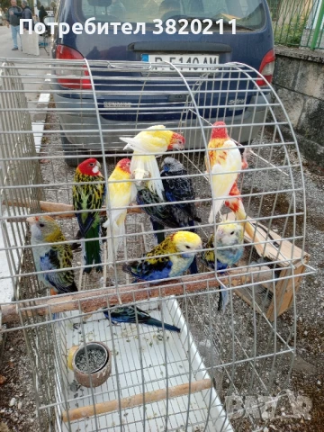 Продавам розели, снимка 3 - Папагали - 51160586