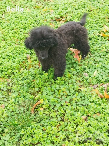 Мини пудел , снимка 2 - Пудели - 52981691