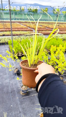 Акорус, Acorus Gramineus Ogon!!!, снимка 6 - Градински цветя и растения - 49964248