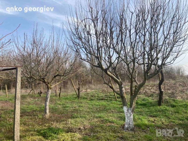 Пролетна резидба на овощки и лози, снимка 1