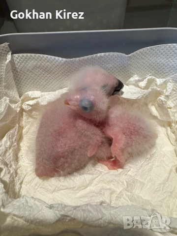 Папагали Ръжевотеменна Кайка, снимка 5 - Папагали - 51948855