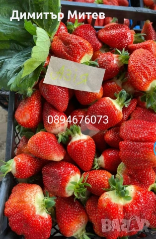 Продавам разсат ягоди , снимка 5 - Разсади - 51749795