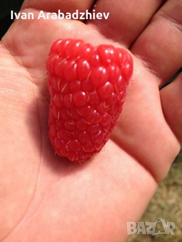 Разсад Малини