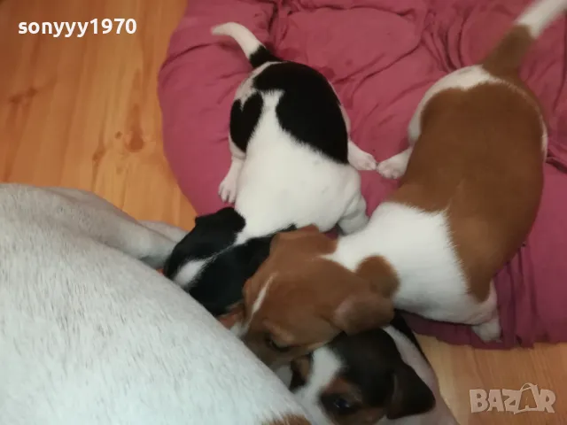 ДЖАК РЪСЕЛ БЕБЕТА 2025-ТА 3001251931, снимка 11 - Джак ръсел териер - 48897880