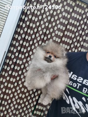 Померан, померанчета, снимка 8 - Померан - 38423393