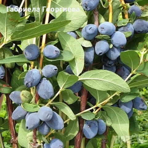 майска боровинка , снимка 2 - Градински цветя и растения - 50588962