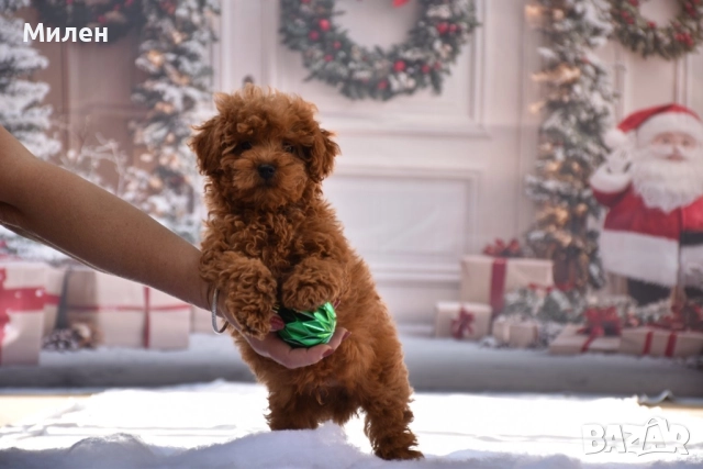 Той пудел (Toy poodle), снимка 3 - Пудели - 52534062