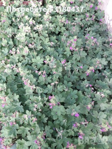 ЗДРАВЕЦ, само стръкове и в саксии, снимка 3 - Градински цветя и растения - 35269244