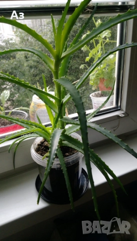 продавам цветя Алое лечебно, снимка 6 - Стайни растения - 52135889