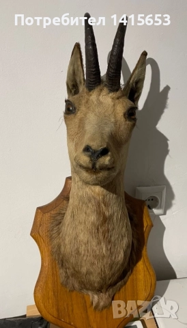 Продавам препарирана дива коза