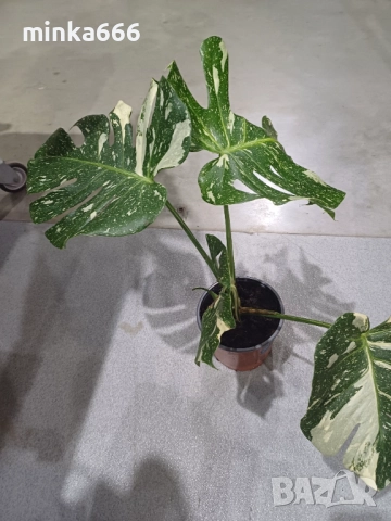 Thoi монстера, снимка 3 - Стайни растения - 52863757