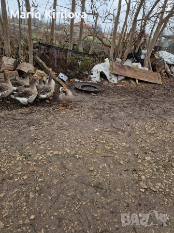 гъски, снимка 2 - Патици и гъски - 52854357