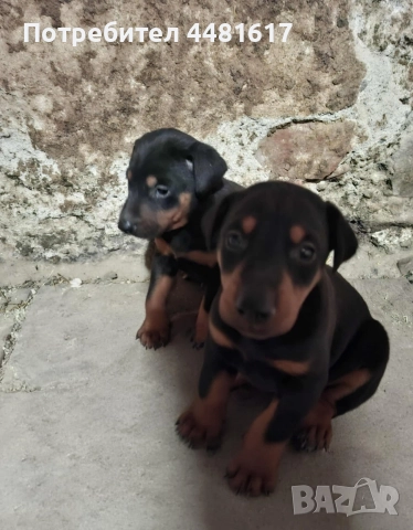 Мъжки доберман, снимка 3 - Доберман - 52718807