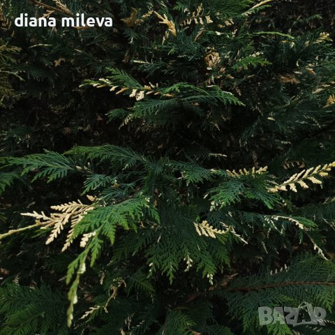 Кипарис Лейланди вариегатно, (Cupressocyparis leylandii 'Variegata'), снимка 5 - Градински цветя и растения - 43302260