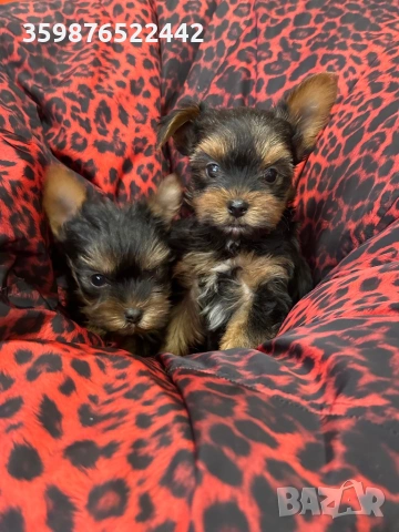 Йоркширски териерчета , снимка 9 - Йоркширски териер - 53375639