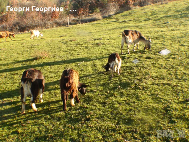 МЛАДИ КОЗИ ИЗГОДНО !!!, снимка 3 - Кози - 32341385