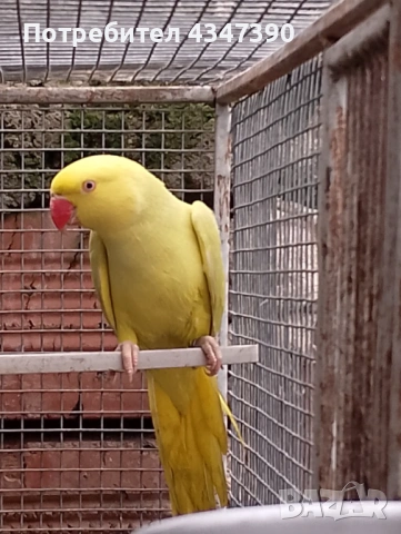 Малък Александър женски