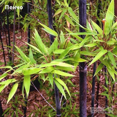 100 бр бамбукови семена от черен бамбук Black Bamboo растение декорация за двора и градината, снимка 14 - Стайни растения - 28091310