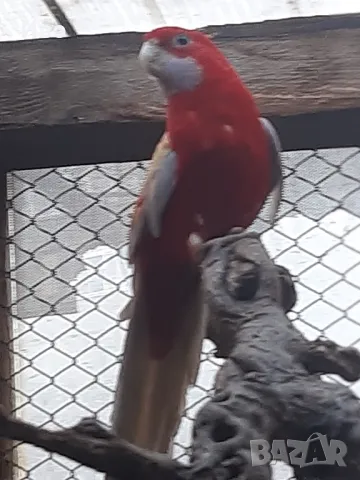 продавам ръчно хранени папагали пенантова розела , снимка 7 - Папагали - 48981368