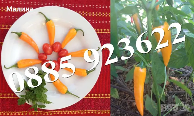 Био Разсад Домат, Люти Чушки, Чери Домати и Тютюн Стари Селски Сортове + ПОДАРЪК, снимка 9 - Разсади - 45795732