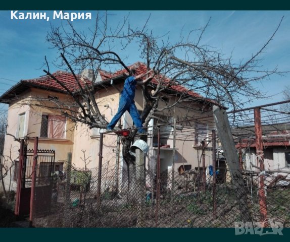 Разчистване на дворове, рязане на опасни дървета и дърва на кубик, снимка 2 - Други - 43216627