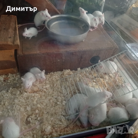 Бели мишки мишкета